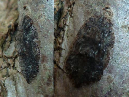 Ledra aurita
